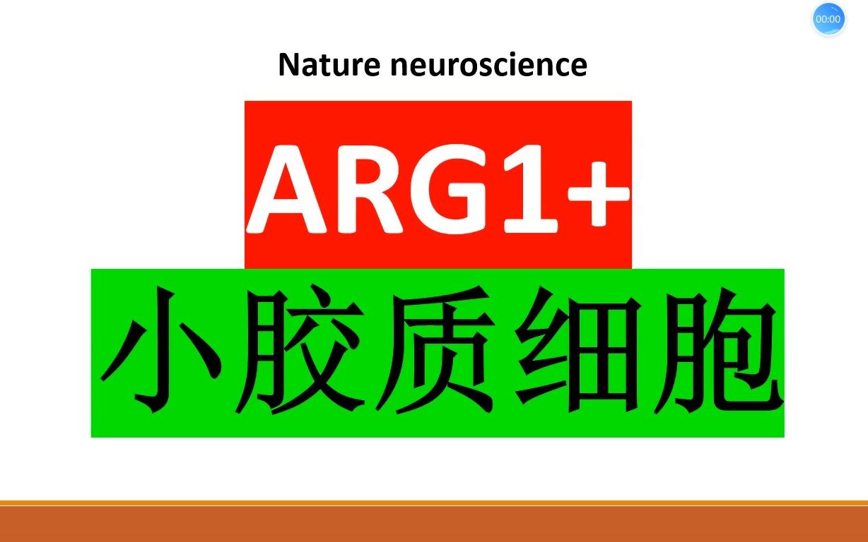 Nature Neurosci—ARG1+小胶质细胞促进基底前脑海马环路的正常发育哔哩哔哩bilibili