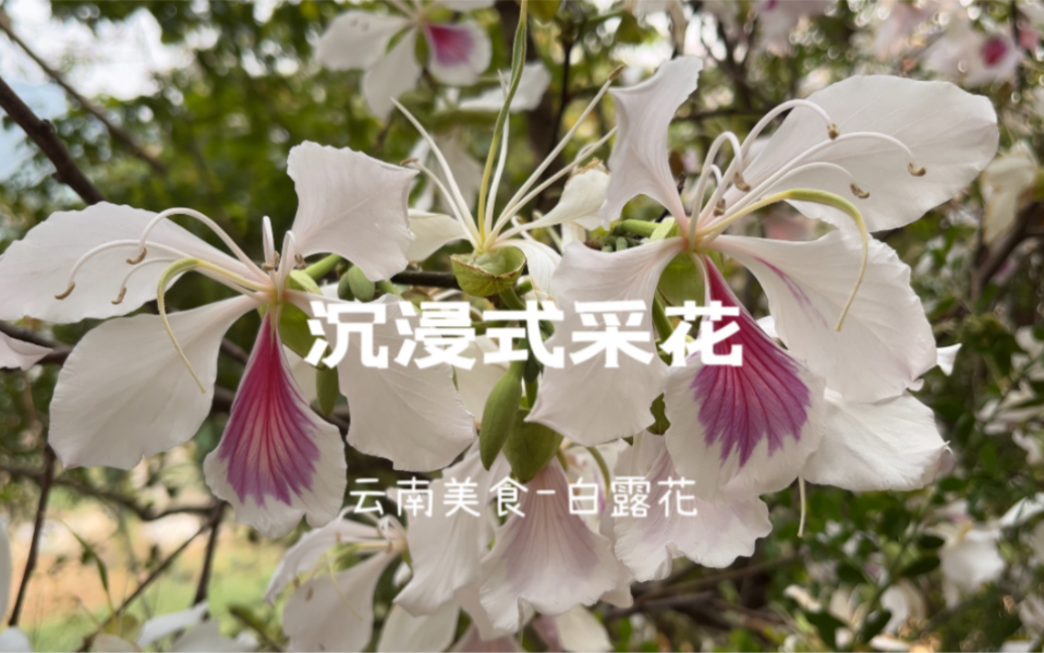 云南人的春天就是要吃花,沉浸式美食——云南白露花哔哩哔哩bilibili