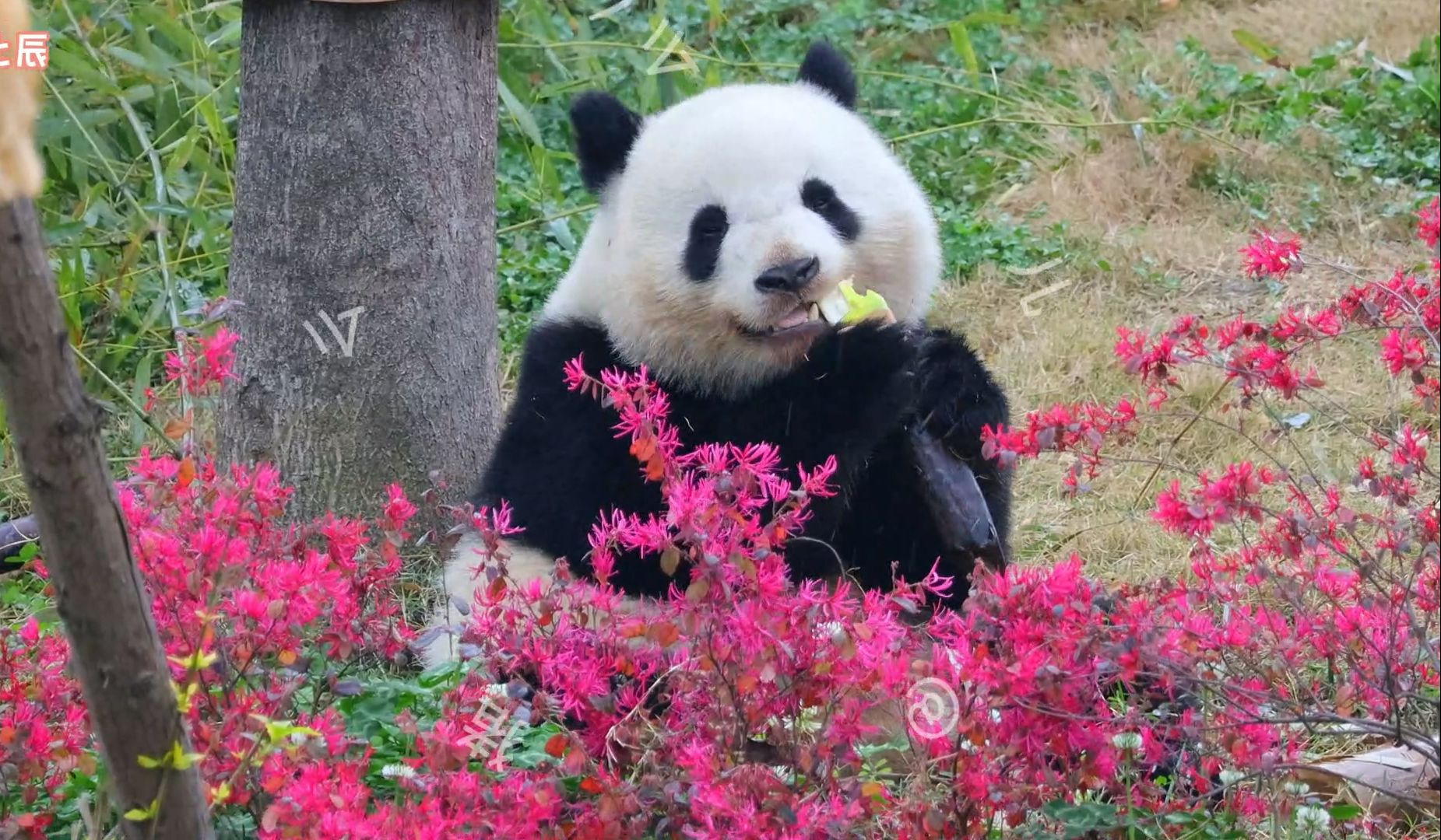 北辰:一枚穿行在花海中的小甜包(20240327)