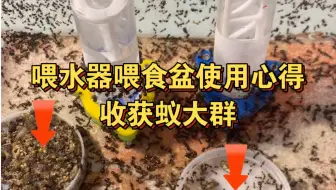 Download Video: 喂水器喂食盆使用心得，收获蚁大群