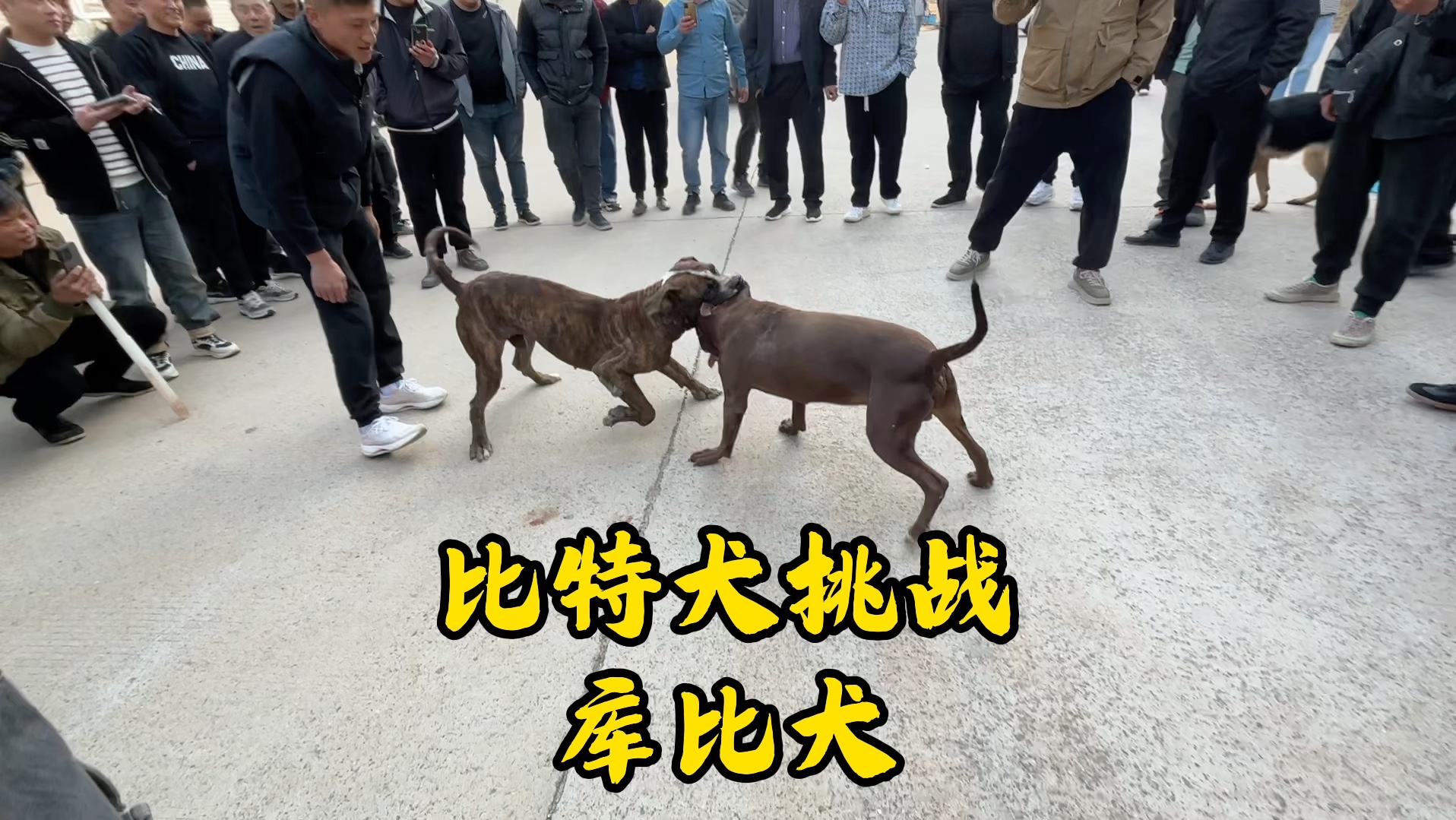 比特犬挑战库比犬,体型差距一半,究竟谁更高一筹?哔哩哔哩bilibili