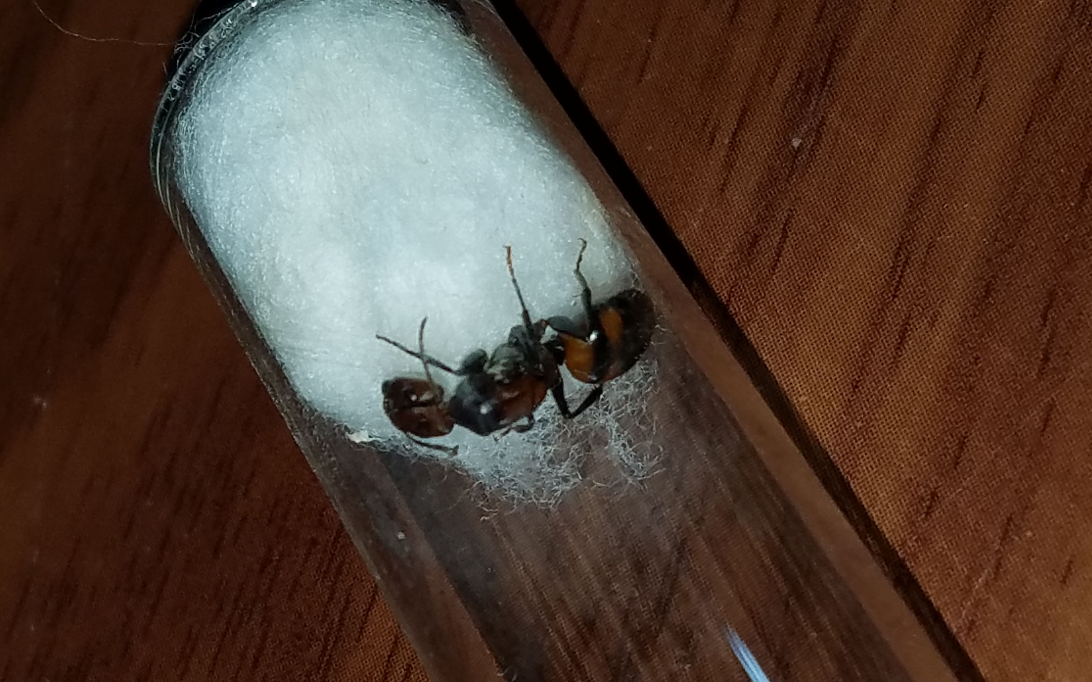 日本弓背蚁卵孵化过程图片