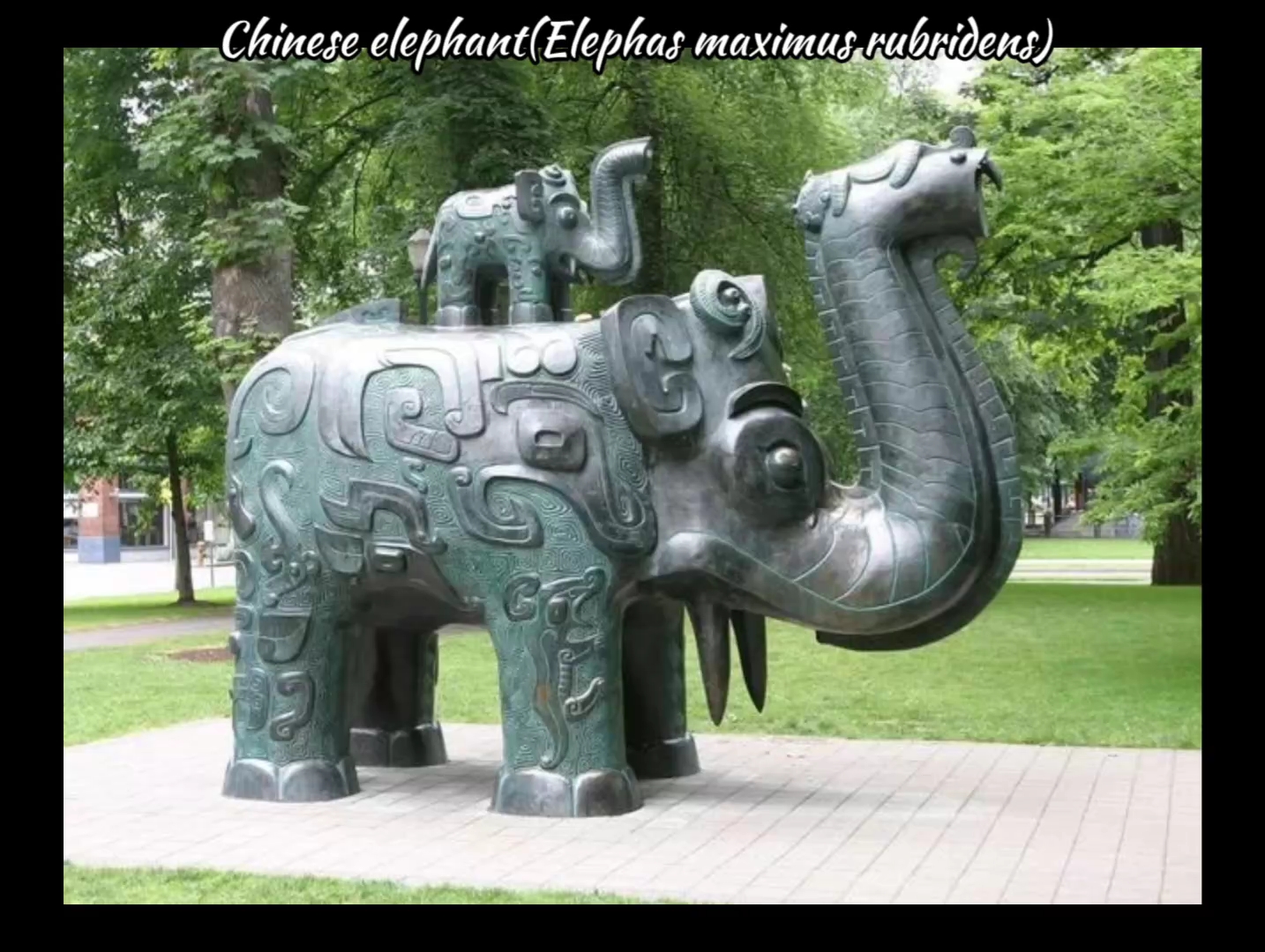 一起看一下亚洲象的中国特有的且已经灭绝的亚种
