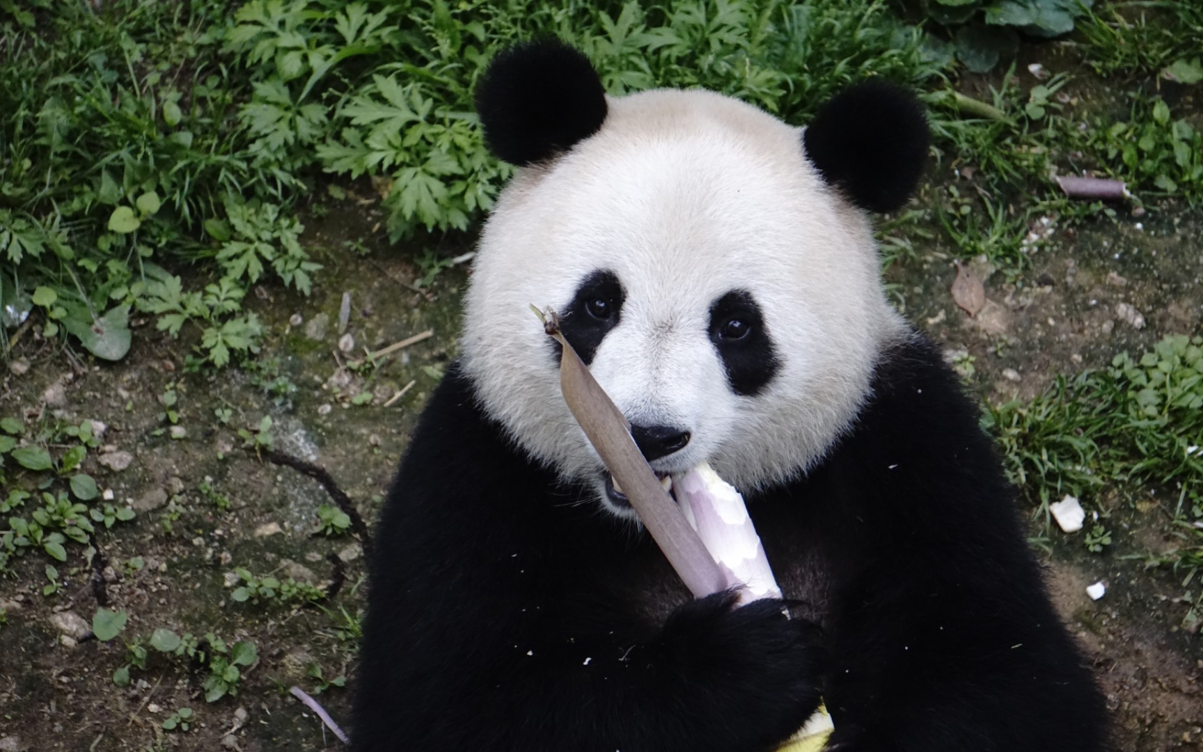 【大熊猫小馨】大竹笋也太好吃了!