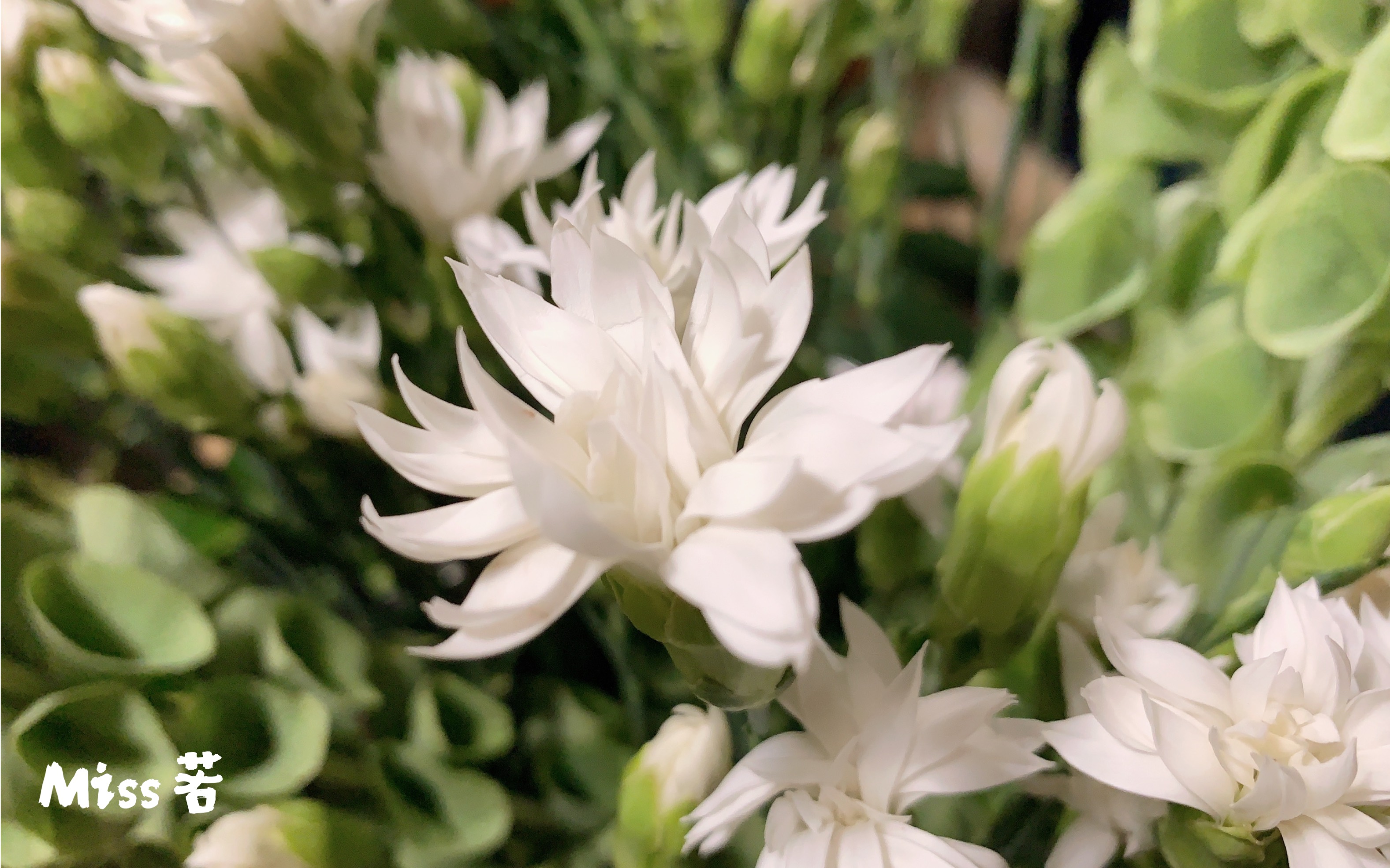 【鲜花开箱46-贝壳草/白星太子康乃馨/羊齿叶】奇花异草系列 康乃馨也