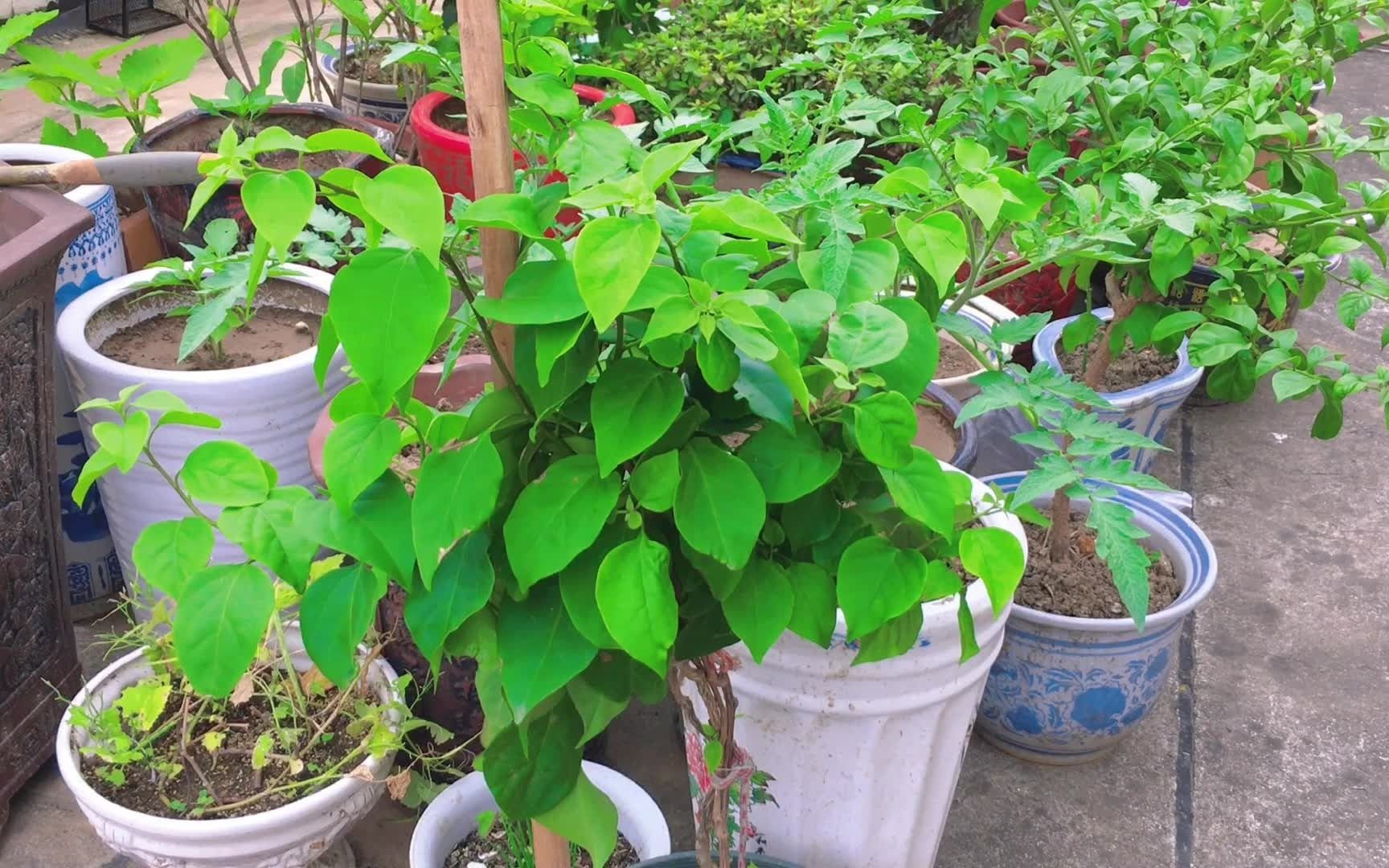 楼顶上的绿植小记