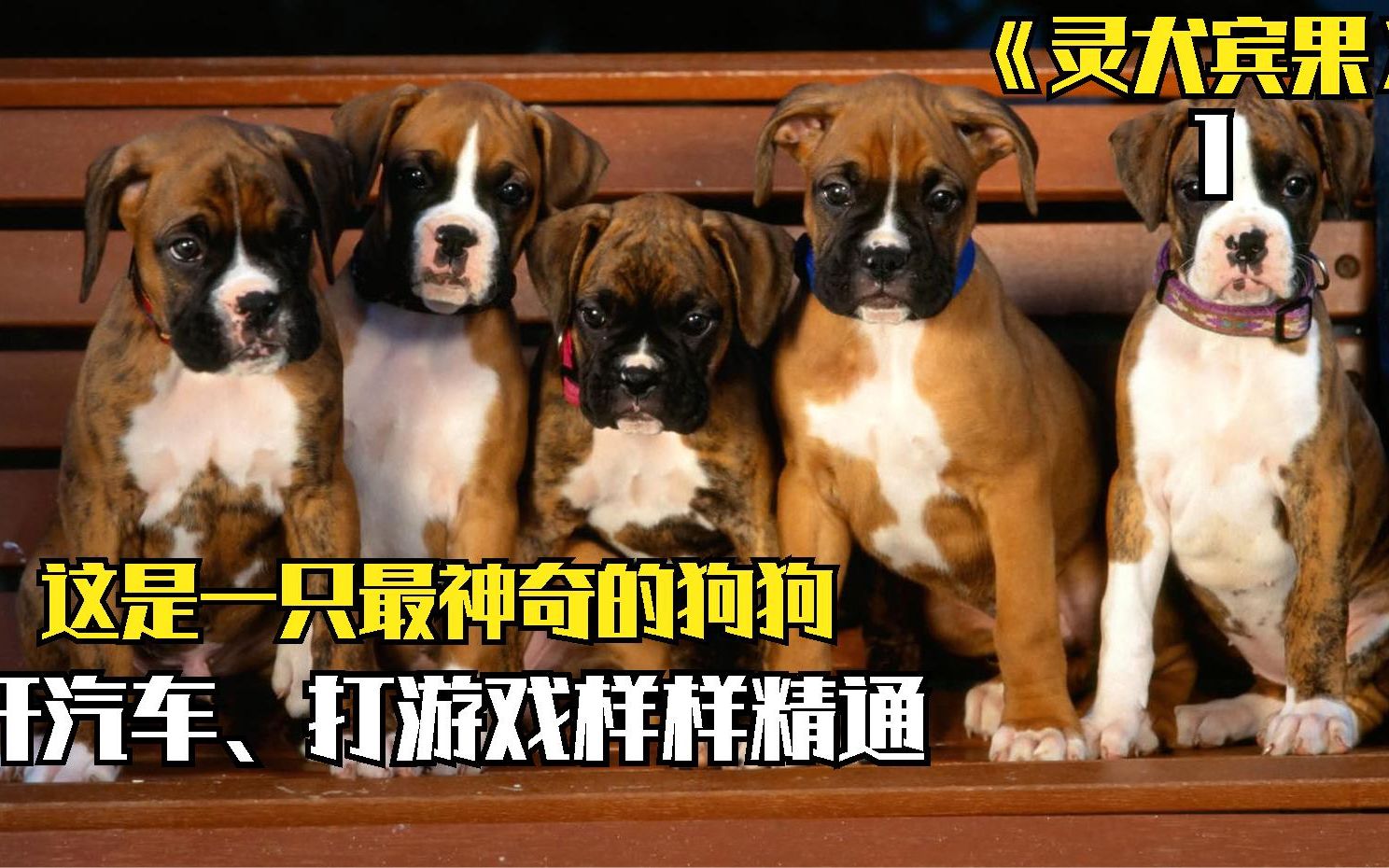 [图]这是一只非常神奇的狗狗！！灵犬宾果