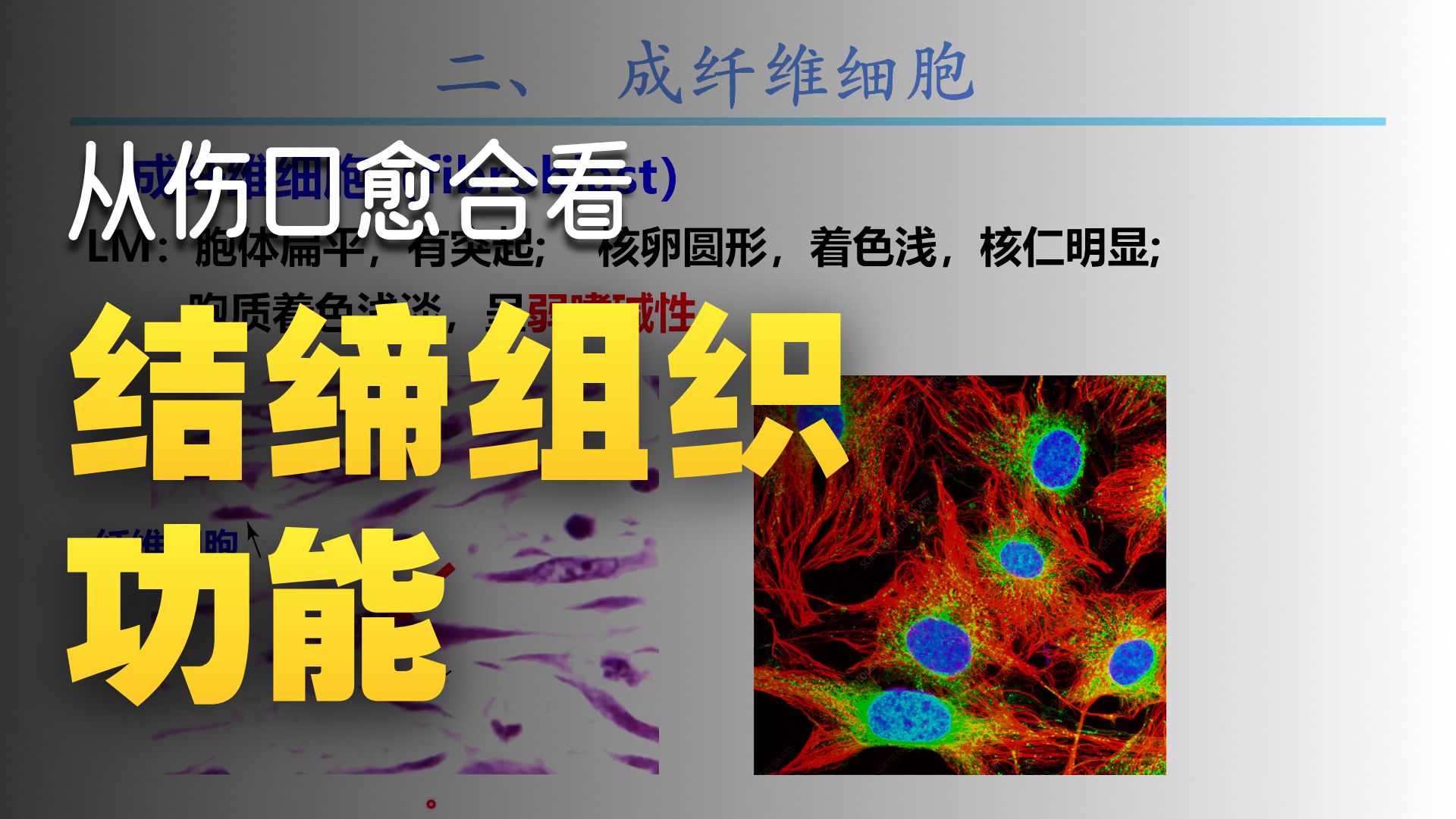 结缔组织（一）