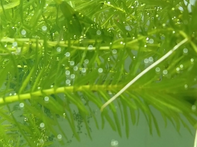 淡水芝麻笠螺图片