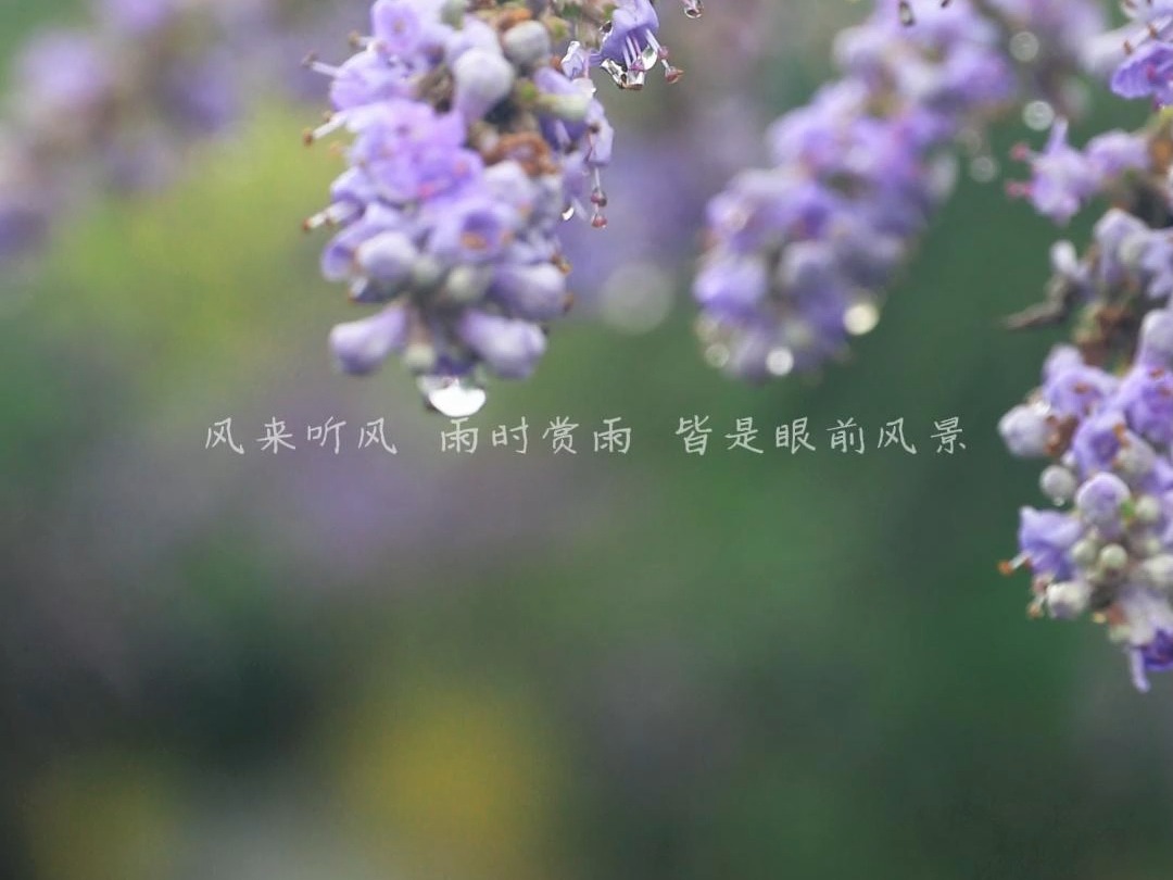 雨时赏雨穗花牡荆哔哩哔哩bilibili