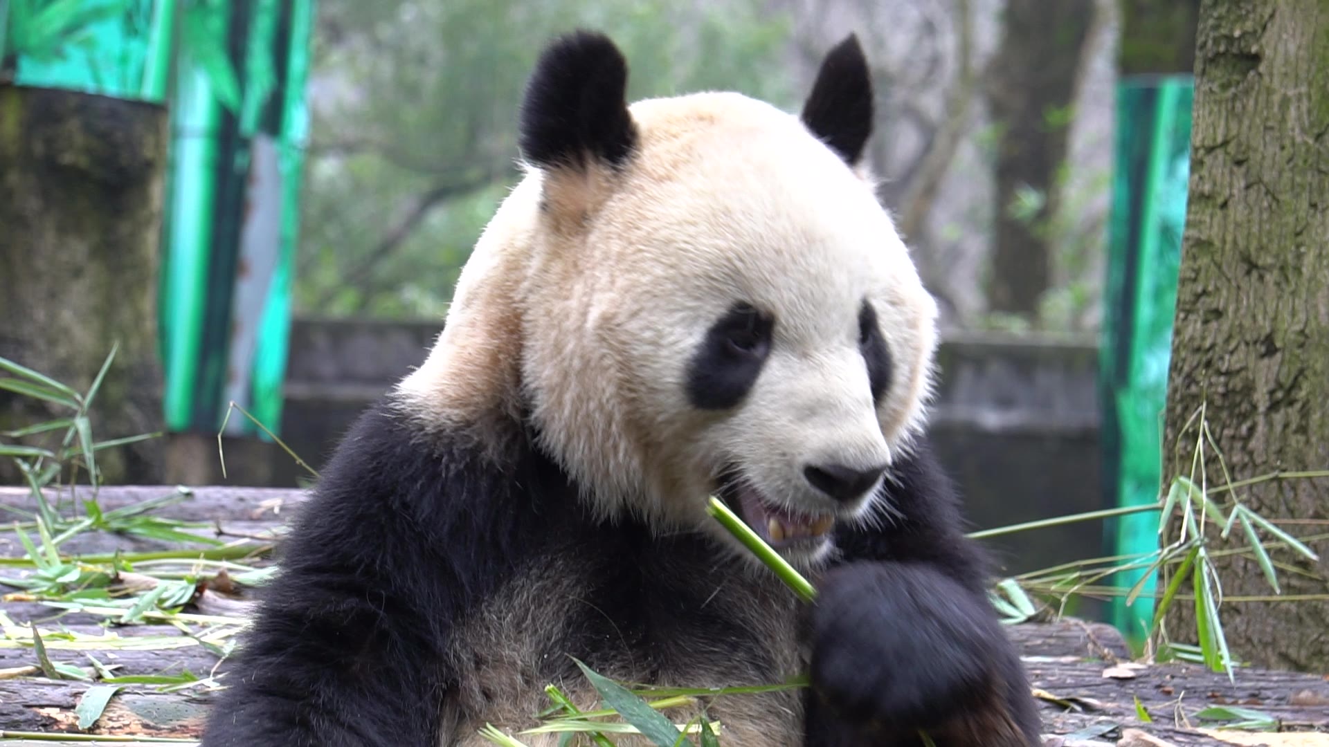 【大熊猫成就】竹竿竿呀吃呀吃