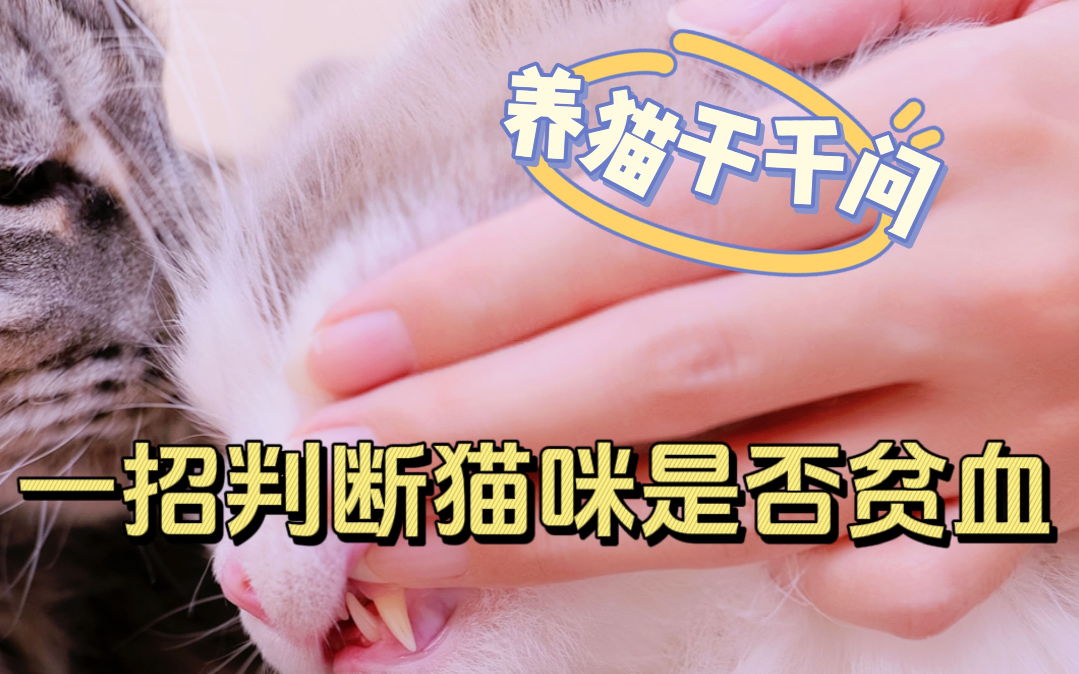 [图]猫用不用吃补血保健品？怎么判断有没有贫血？