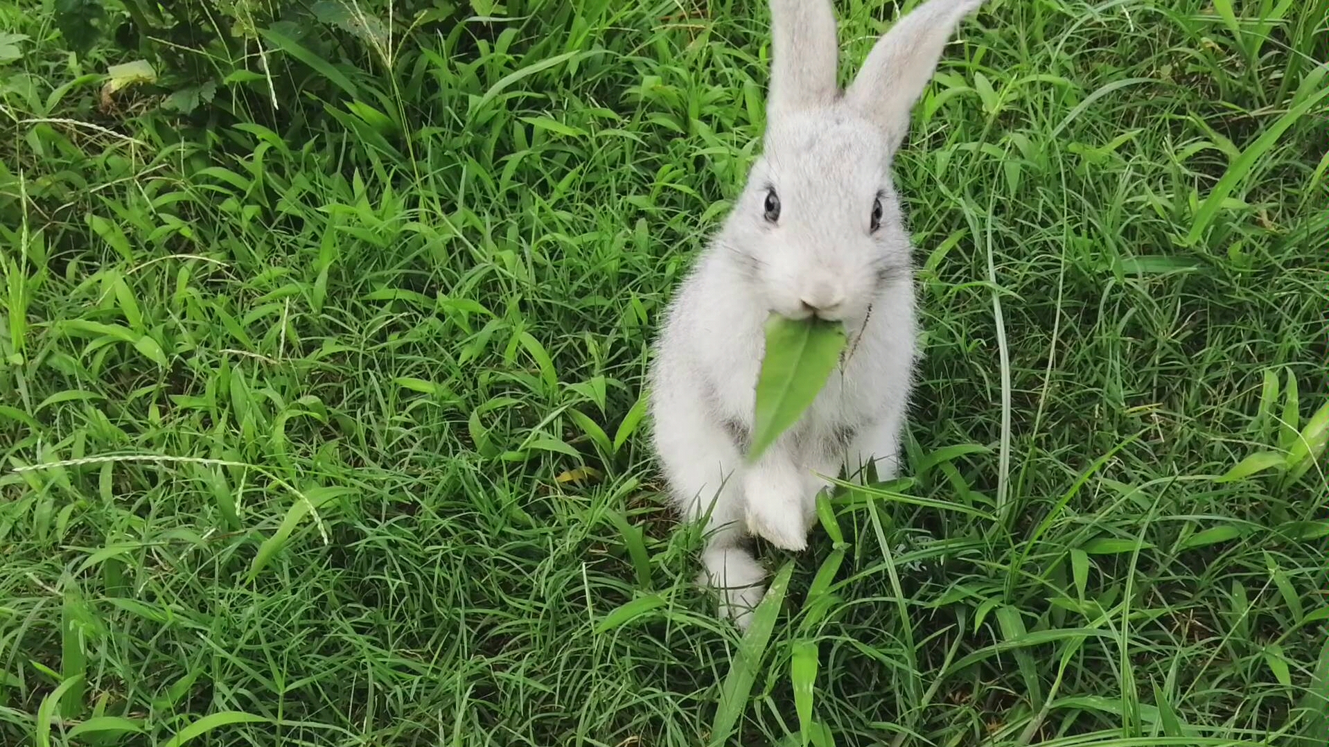 可爱小兔在线吃草
