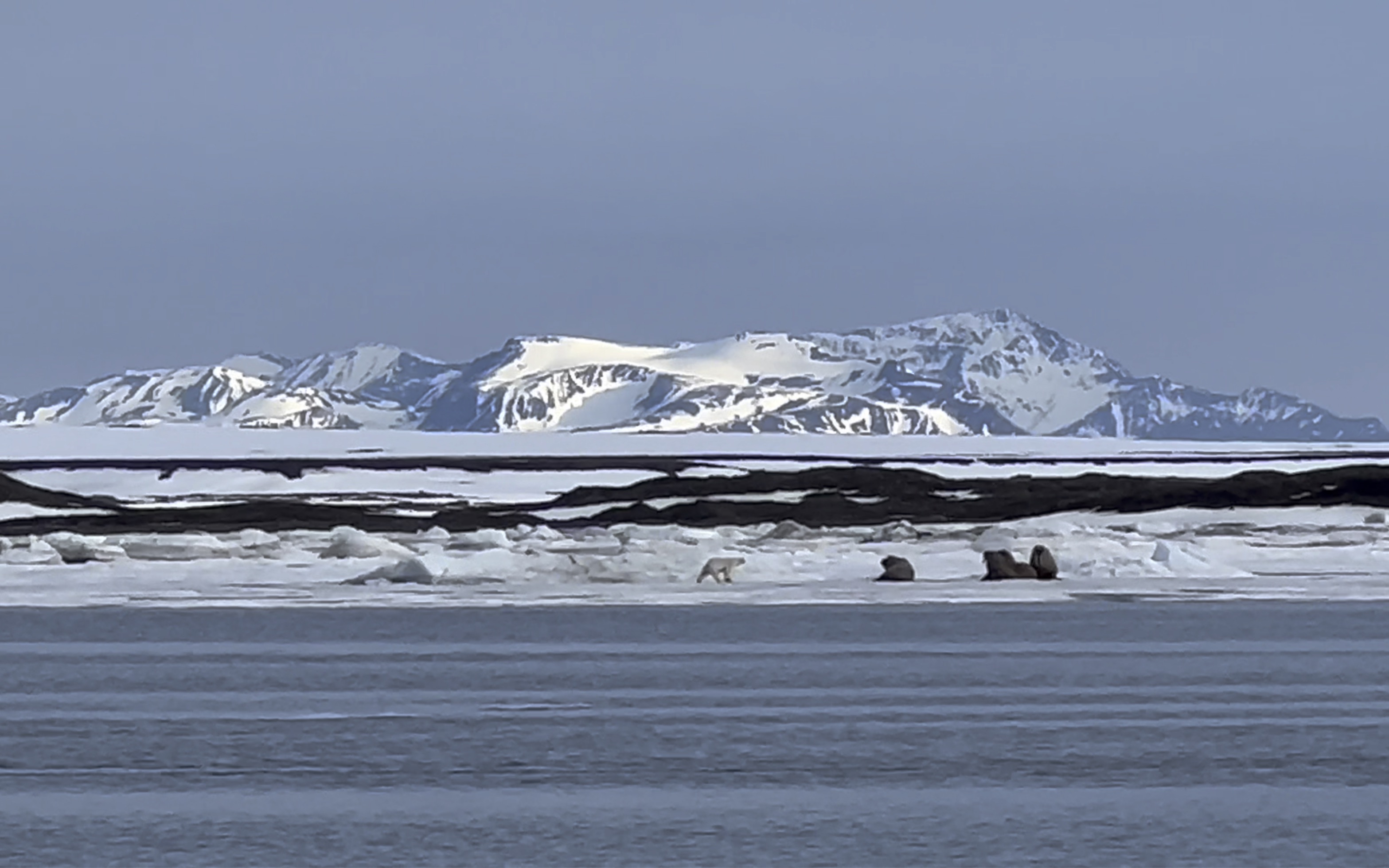 斯瓦尔巴北极探险北极熊海象驯鹿以及更多