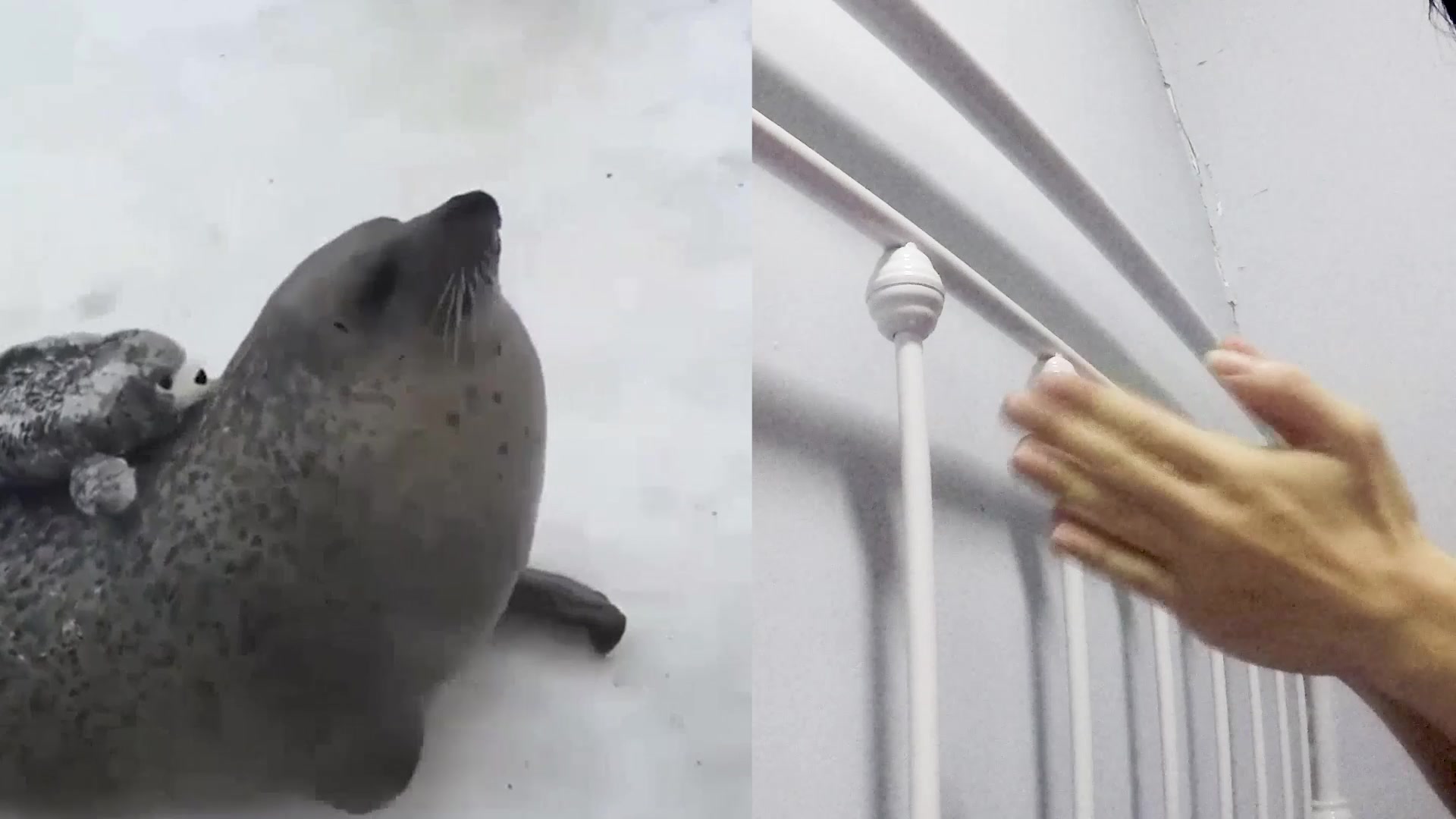 活动  【如果感到幸福你就拍拍手】给海豹先生鼓掌配音