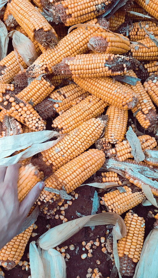 十一国庆收玉米