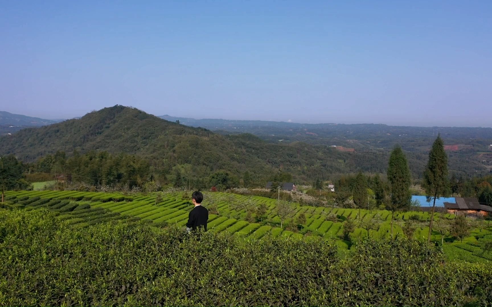 纳溪梅岭茶山图片