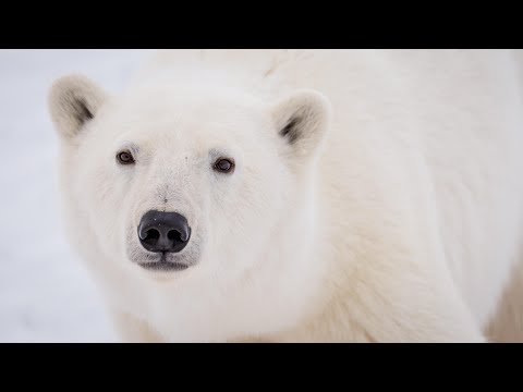 when theres a polar bear in your backyard | alysa mccall | ted