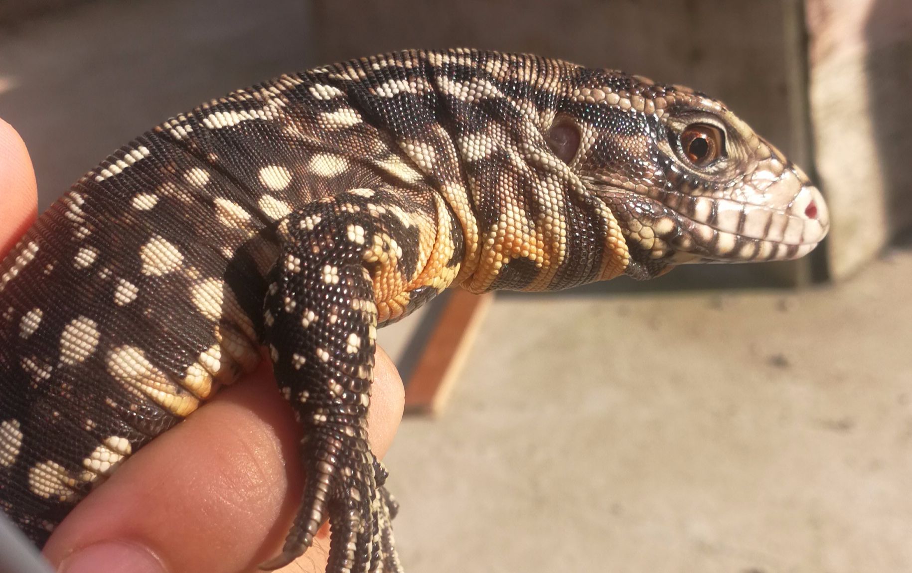 【泰加】还能不能让朕好好晒个太阳了