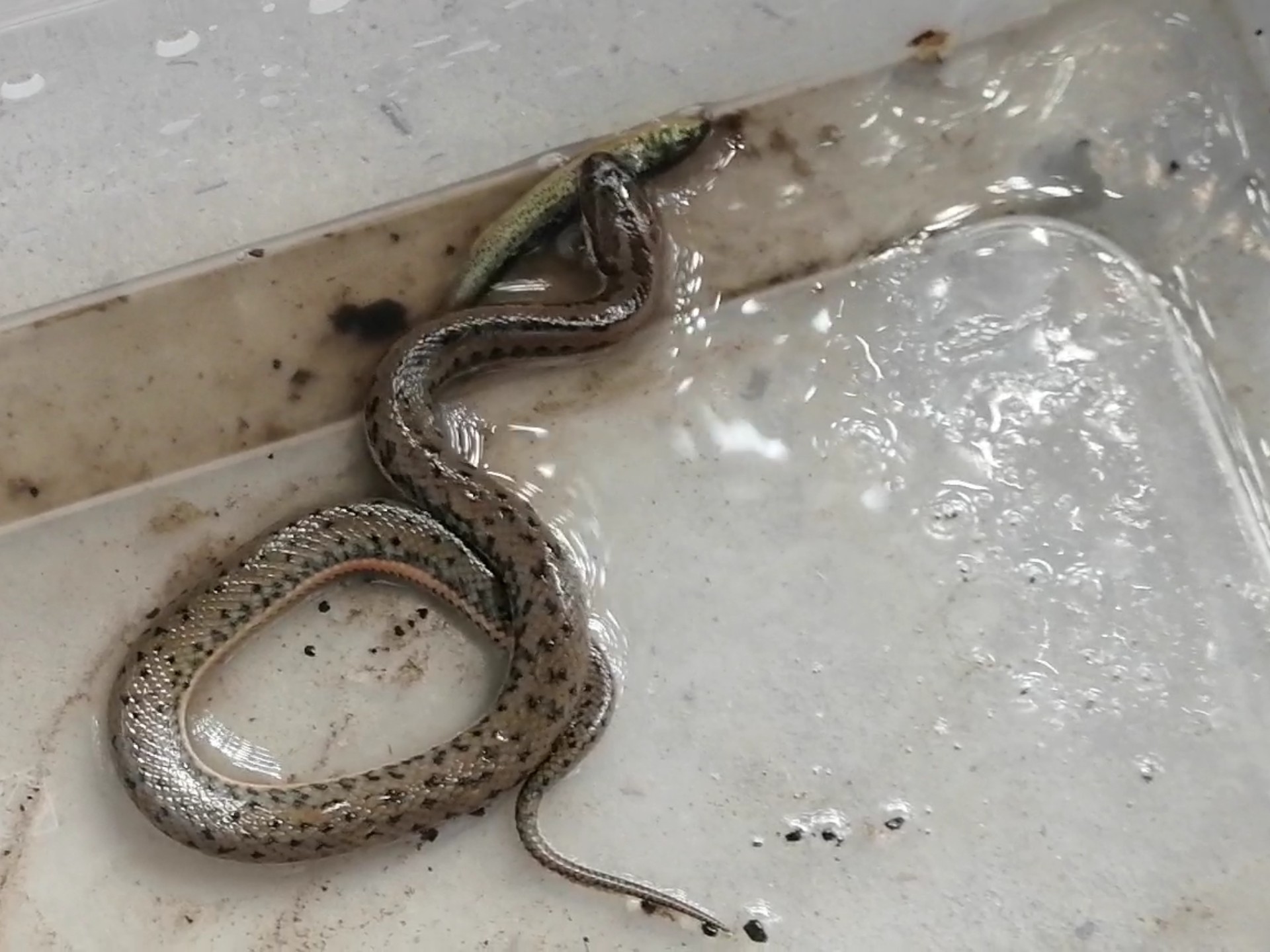 金边水蛇,中国沼蛇,泥蛇,你们还知道它哪些名字