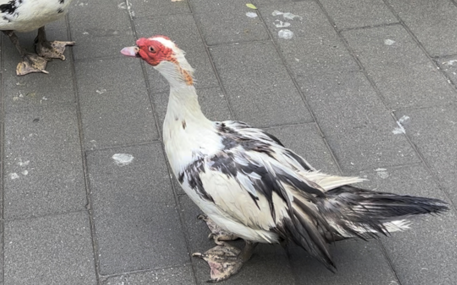 「北交」新物种:番鸭