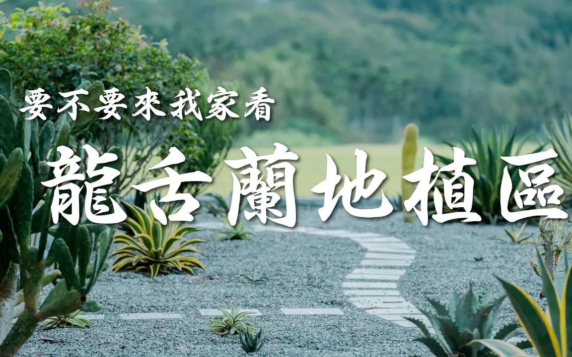 AGAVE系列|要不要来我家看龙舌兰地植区哔哩哔哩bilibili