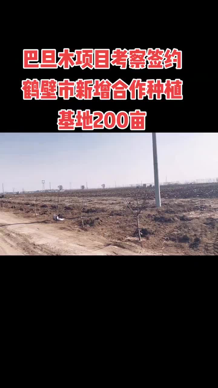 #巴旦木种植 巴旦木项目考察新增合作种植200亩,保姆式技术指导,鲜果包园销售#巴旦木哔哩哔哩bilibili