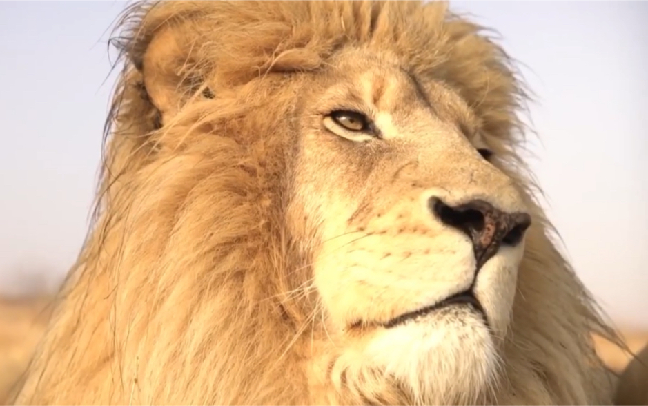 [gg中心]美丽动人的它们 中心狮子宣传片