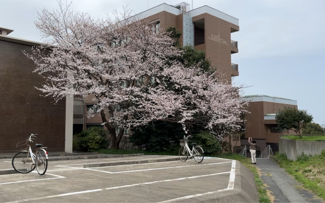 日本鸟取大学图片