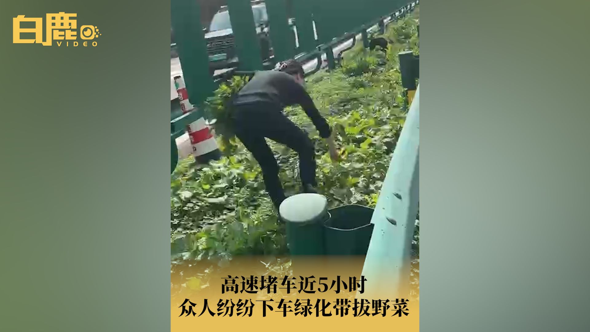 [图]高速堵车众人纷纷下车摘绿化带野菜