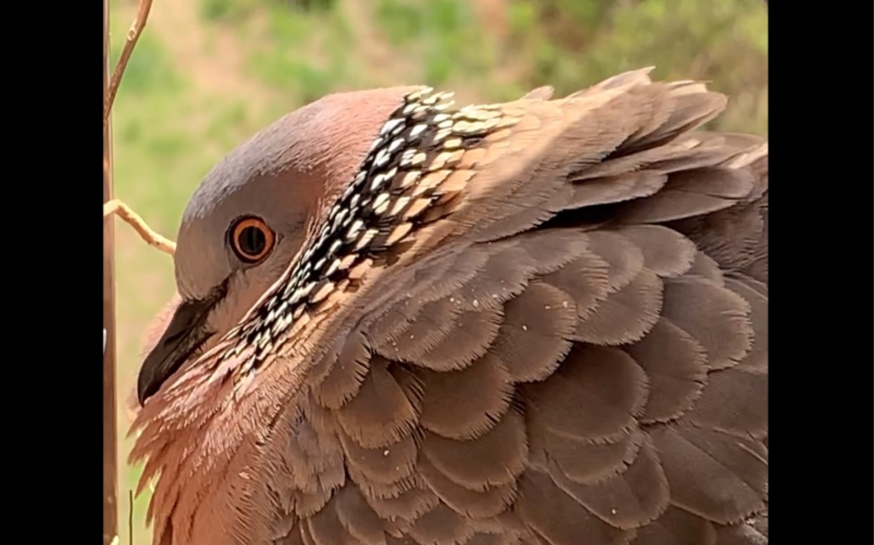 你见过斑鸠炸毛吗?帅气十足!