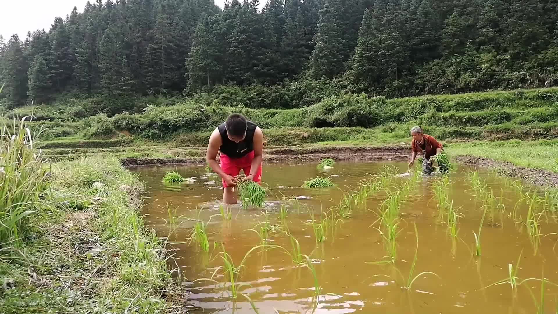 [图]体验农村“插秧”的乐趣，没想到“插秧”还能这样玩，田间转圈圈，别人插秧都去很直的，奥彬插秧都是按照田边来