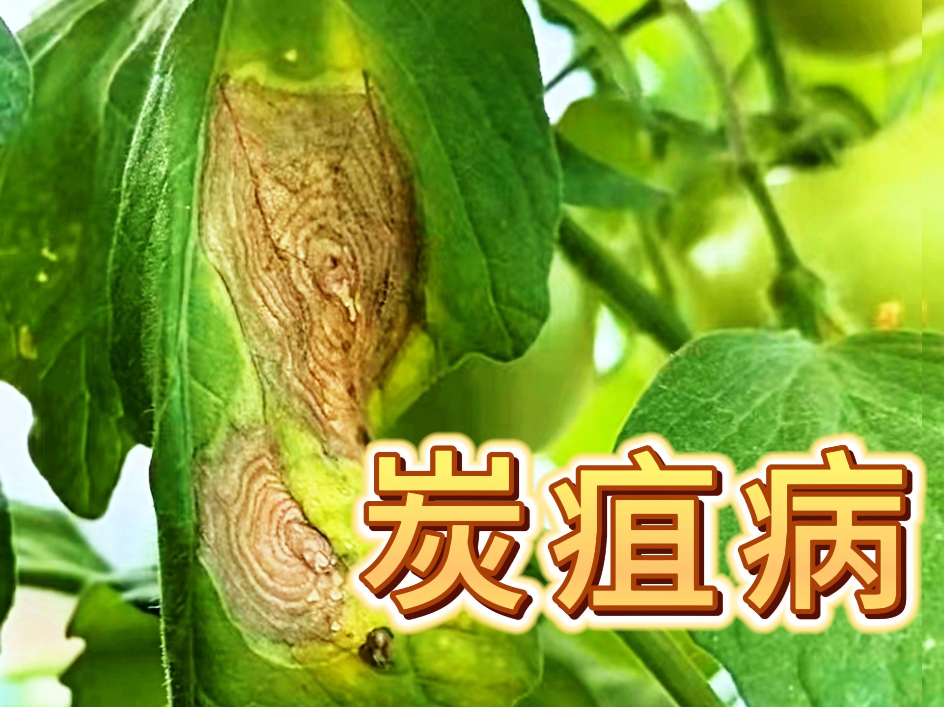 番茄炭疽病,这样防治才有效!哔哩哔哩bilibili