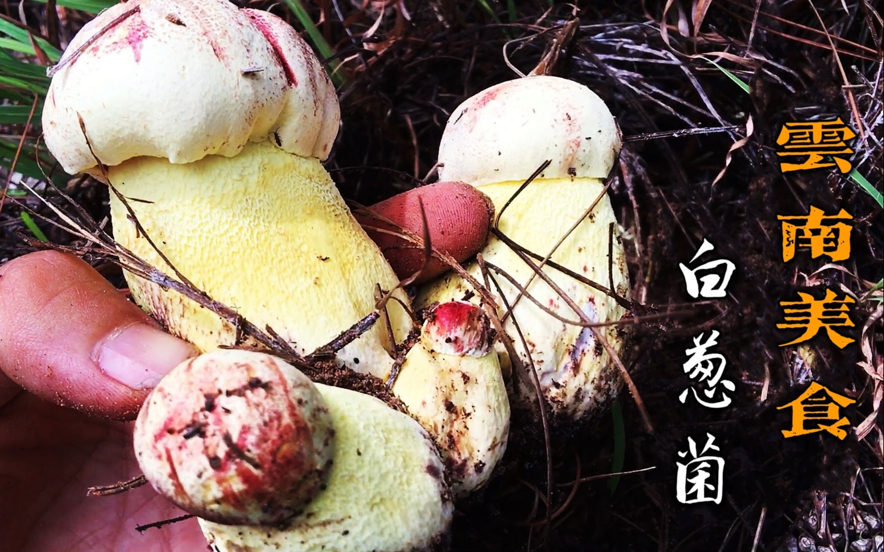 云南小伙捡了好多白葱菌,回家搞块老腊肉一锅爆炒太香啦,真过瘾