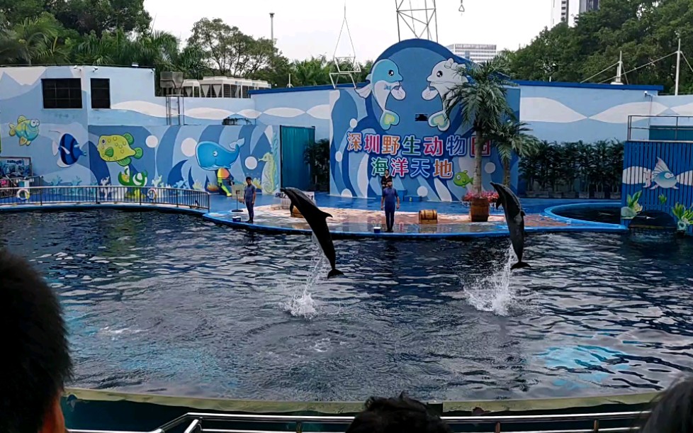 海豚表演～第一次见开心
