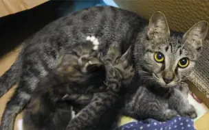 Скачать видео: 救助了一只差点死掉的流浪猫后，它给大家带来了一窝小天使