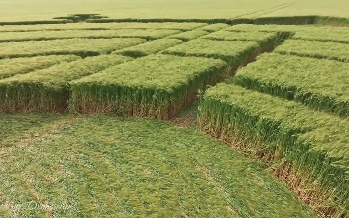 新麦田怪圈-2023年6月11日