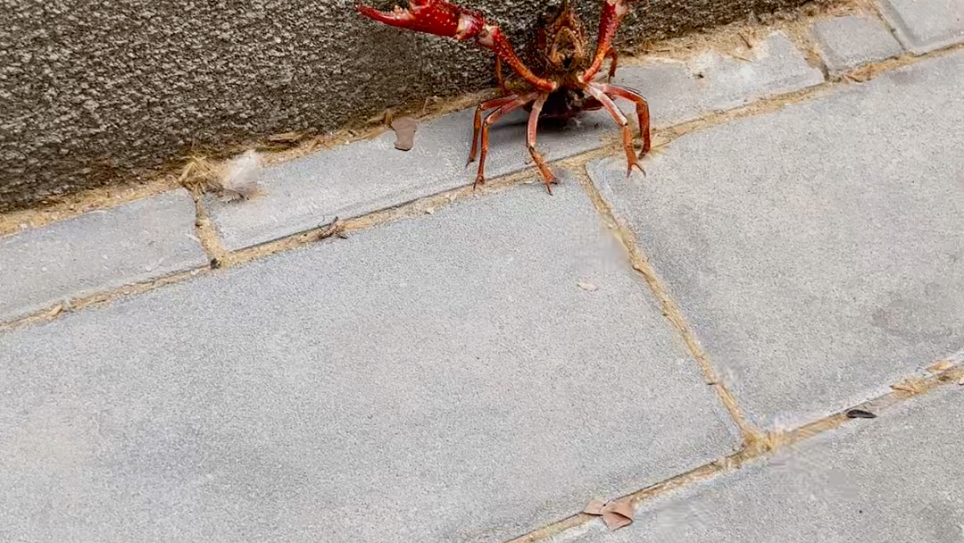 虾哥也出来遛弯