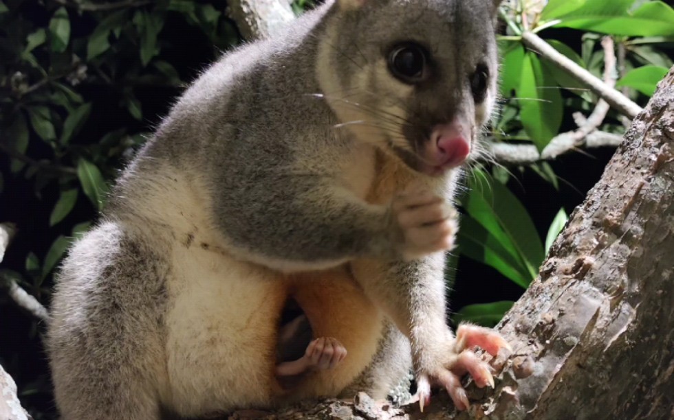 澳洲袋貂:终于看到口袋里的宝宝!好辛苦的妈妈