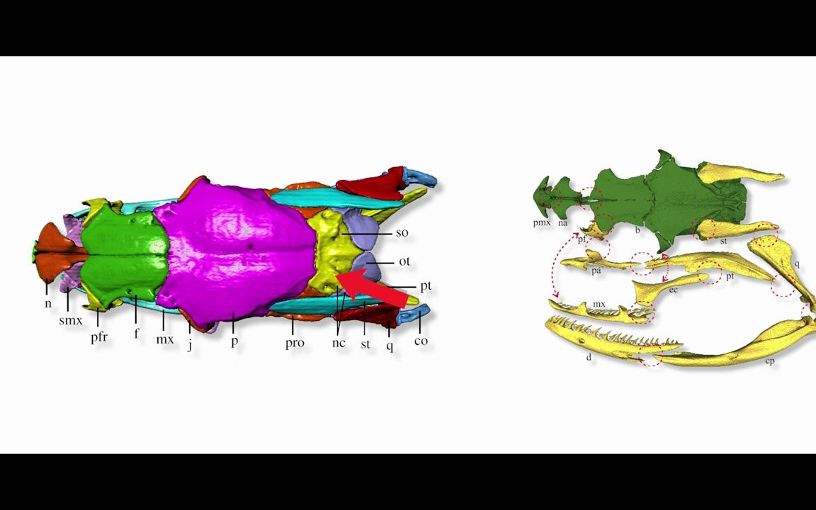 动物骨骼-蛇骨骼.头骨结构讲解