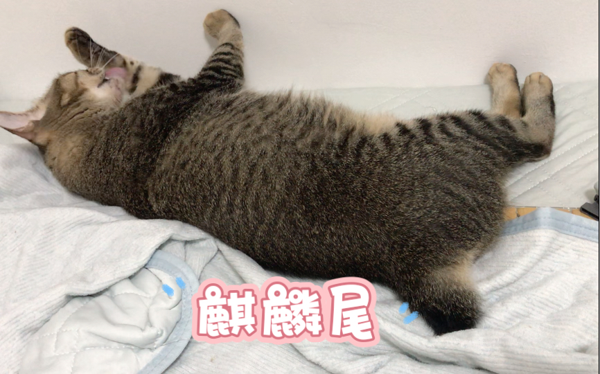 活动  [狸花猫]摇着麒麟尾睡觉的修猫咪