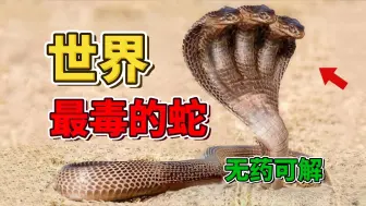 Descargar video: 全世界最致命的10种毒蛇，第一名一口能杀25万只小白鼠，比眼镜蛇毒90倍_世界之最Top