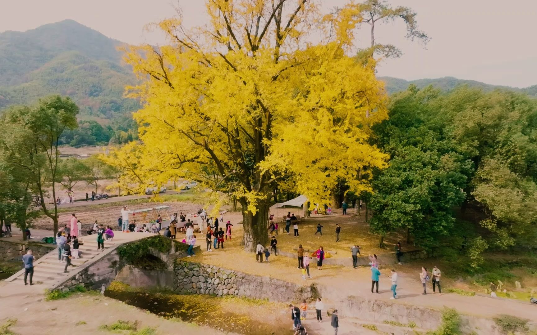 义乌市大陈镇千年银杏_哔哩哔哩_bilibili