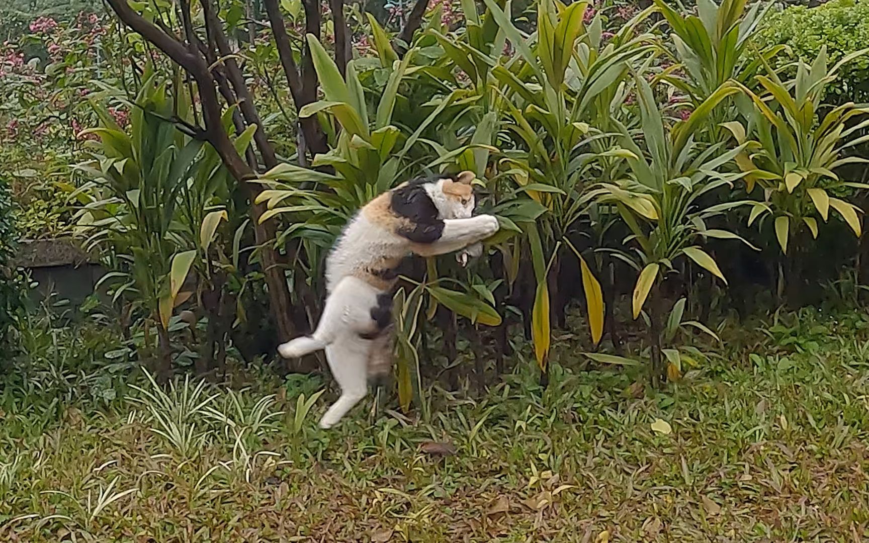 猫咪专注的抓蝴蝶