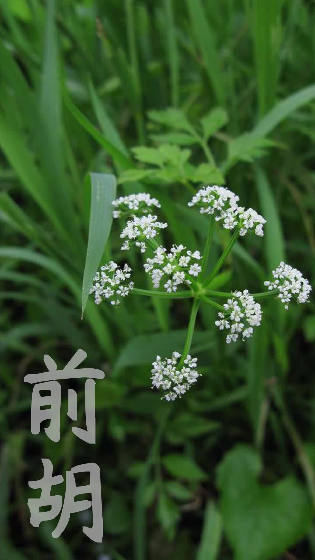 [图]中医药知识之中草药前胡