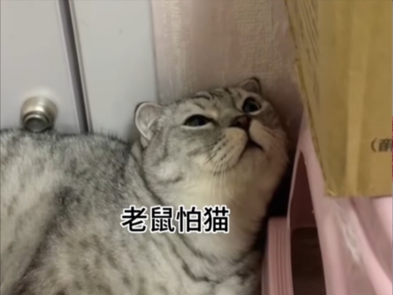 老鼠怕猫?这是谣传!