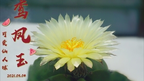 鸾凤玉 Mp4 哔哩哔哩 つロ干杯 Bilibili