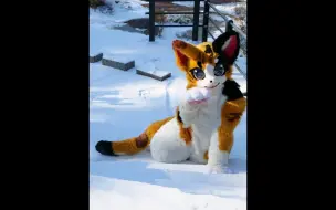 Download Video: furry fursuit. Tricolor cat MIKO playing in the snow