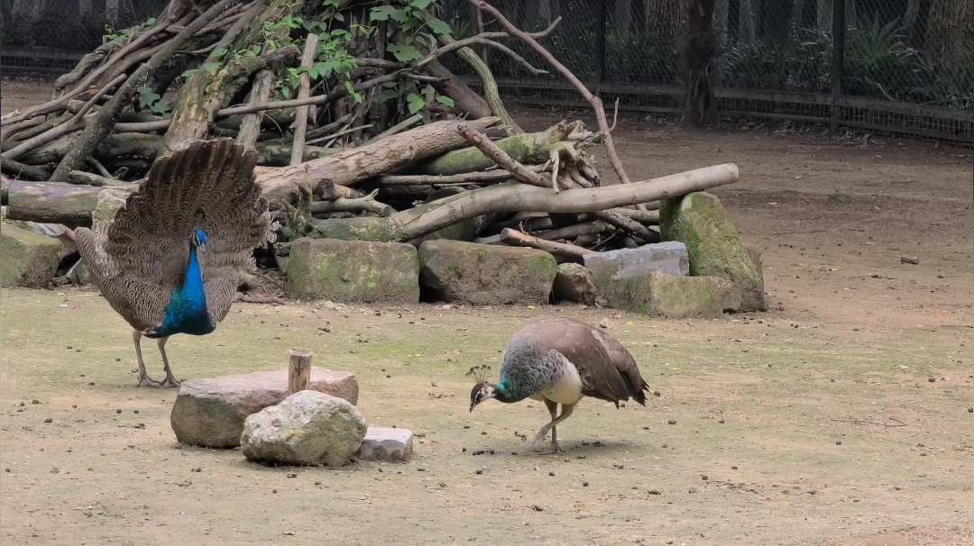 乐死了看到一只小公孔雀屁股毛都没有