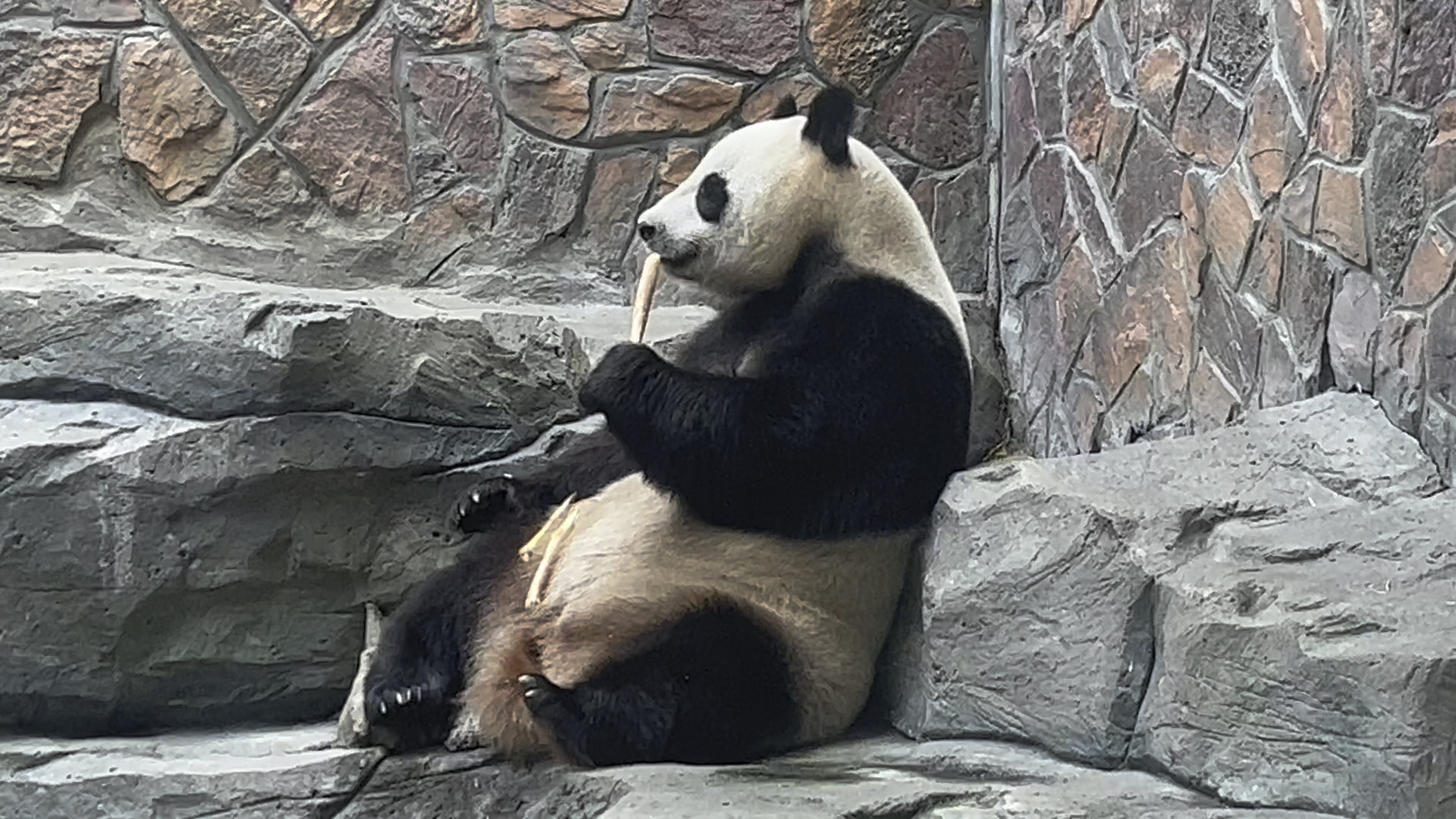 【大熊猫】南京红山森林动物园的大熊猫在室内坐着疯狂吃竹笋